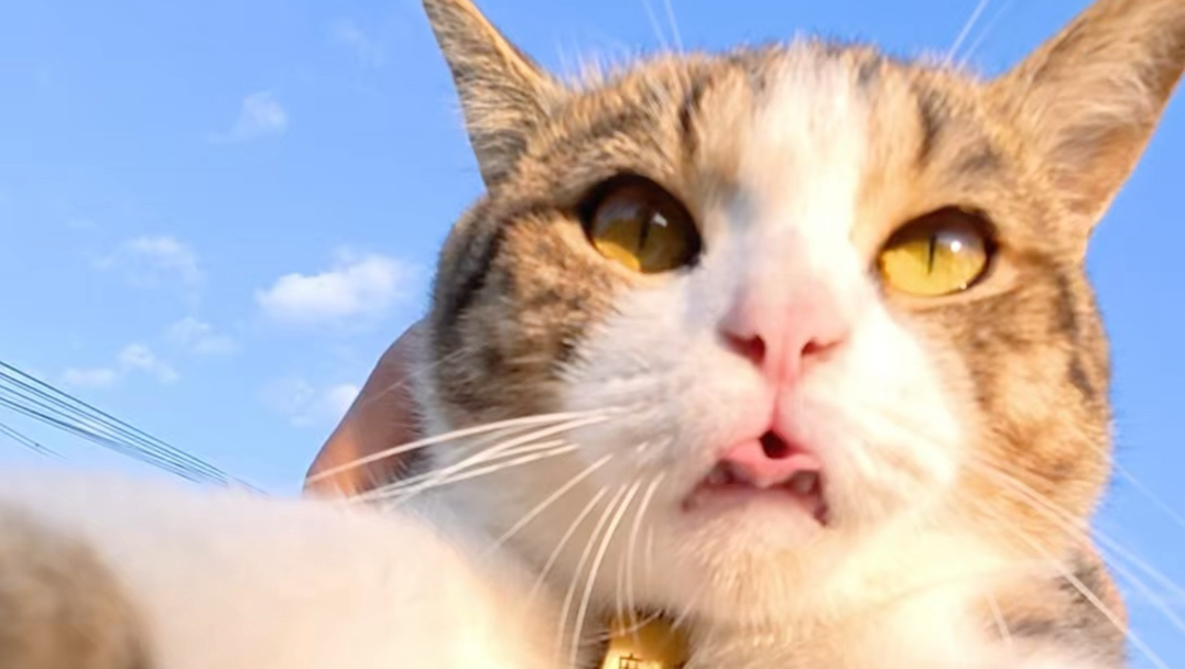 小猫自愿参与拍摄！