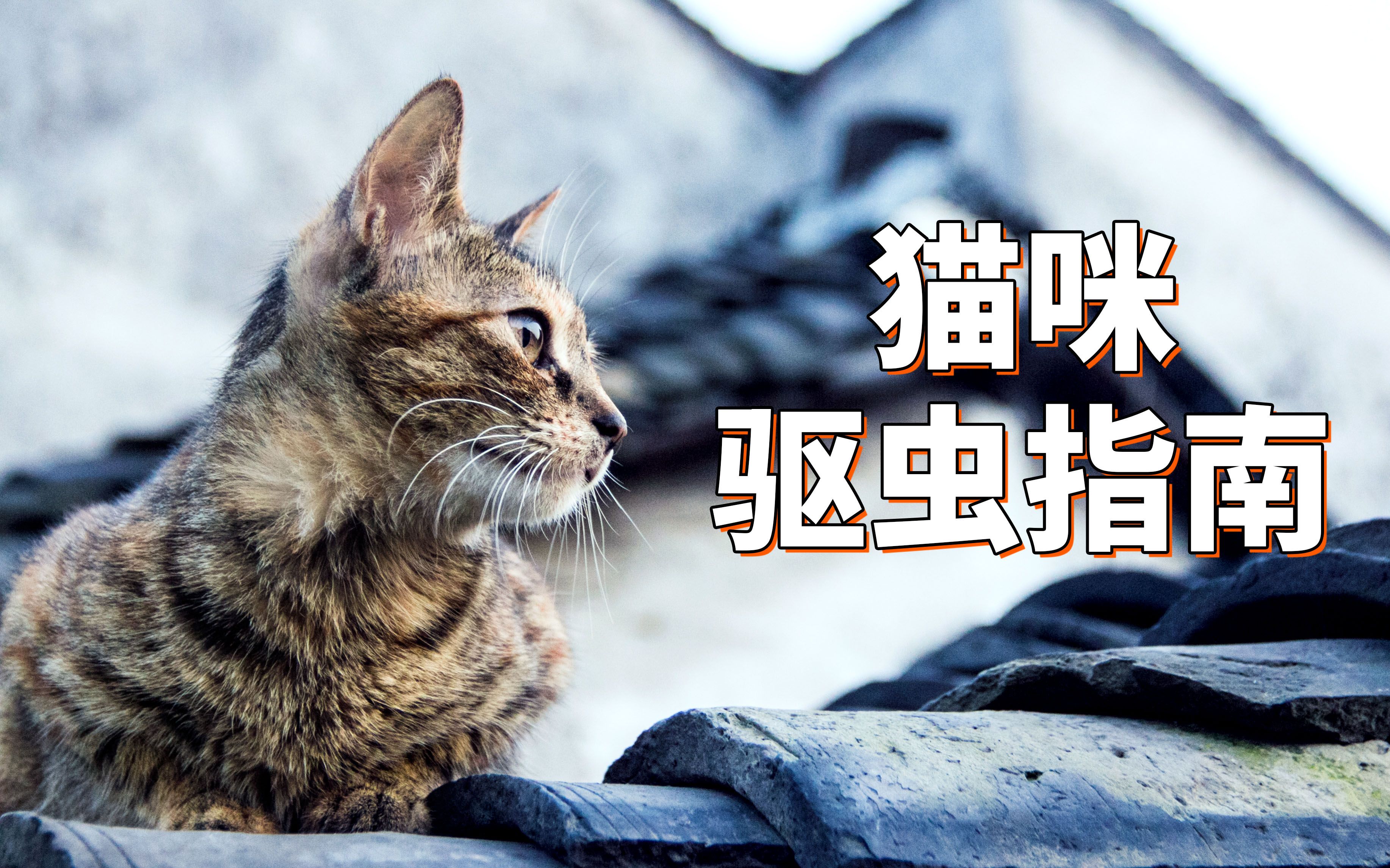 猫驱虫指南:猫为什么要驱虫?如何驱虫?多久驱一次?天天在家的猫也要驱虫吗?哔哩哔哩bilibili