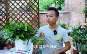 Download Video: 绿萝多久换盆一次？看到3个“信号”时，赶紧换大花盆