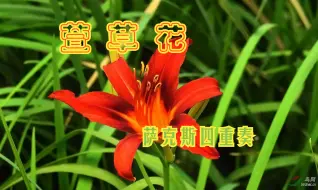 Download Video: 萨克斯四重奏   萱草花