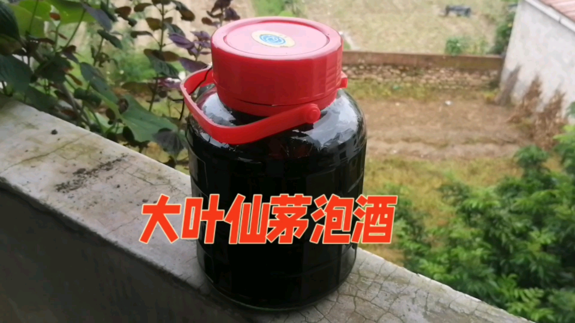 大叶仙茅存在很大争议,不见议泡酒或食用/因为有小毒.