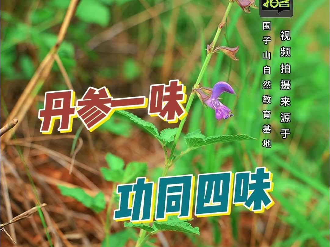 被誉为“天然植物支架”竟然看起来如此的平凡!哔哩哔哩bilibili