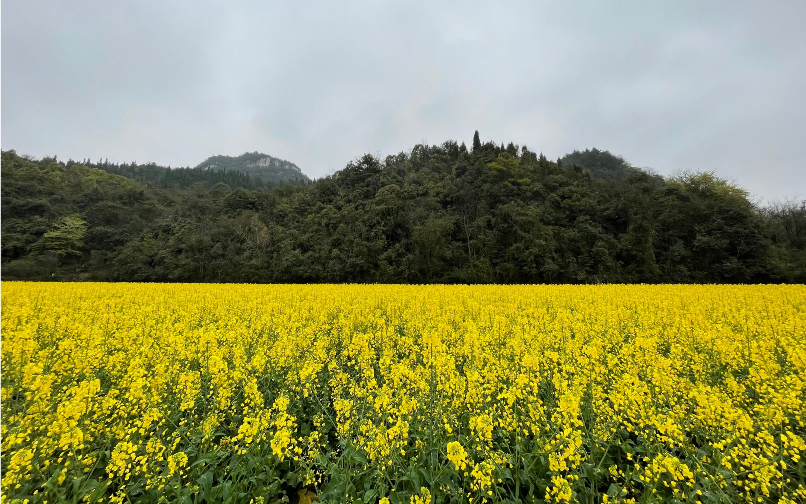 贵阳油菜花景点图片