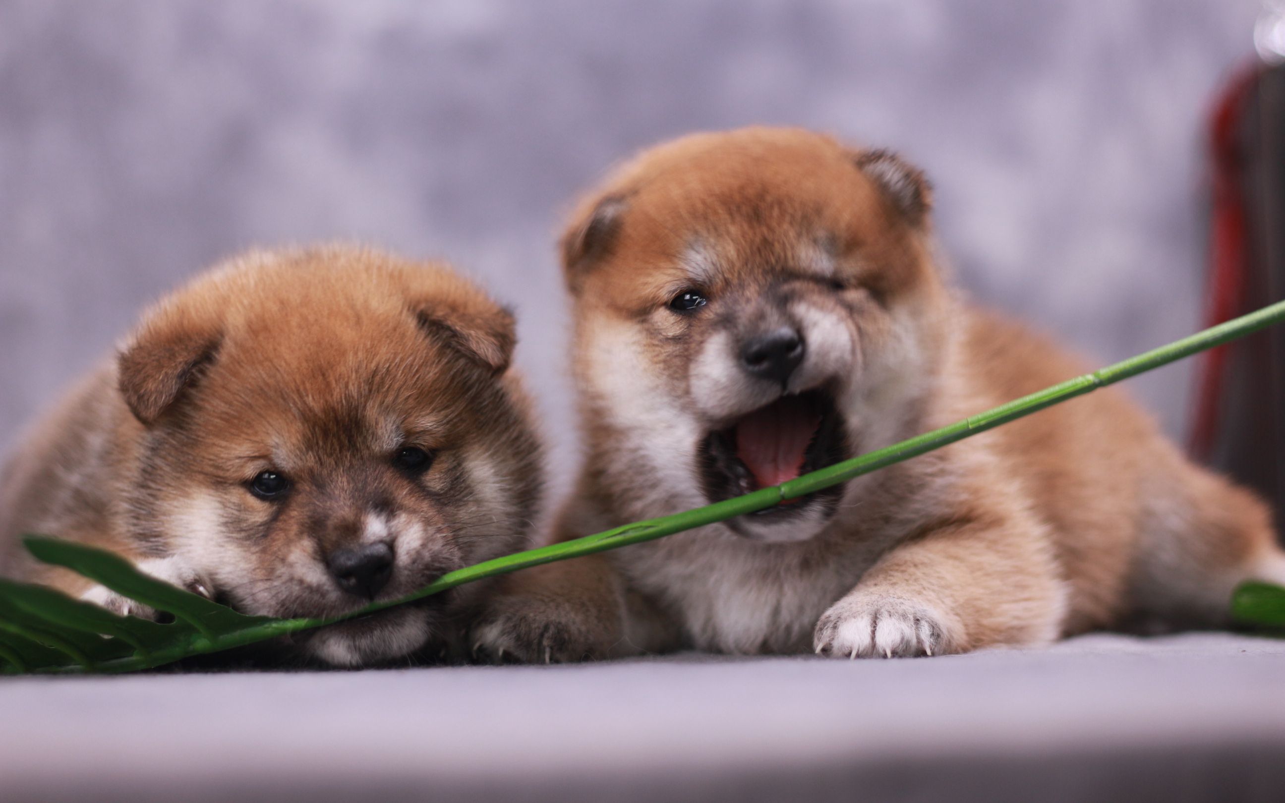 半月大的小奶狗,跌跌撞撞找狗妈,萌爆了!