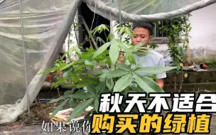 Descargar video: 秋天为啥不适合购买这些植物？听盆栽老板怎么说，确实是这个道理