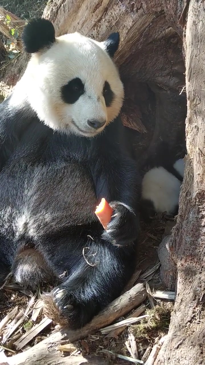 大熊猫乔乔野外带崽