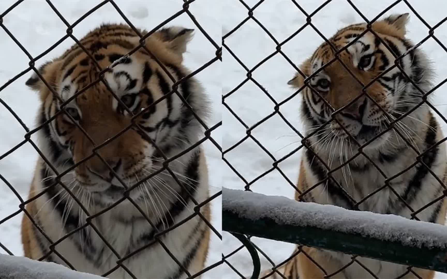 土豆猫 壁纸图片