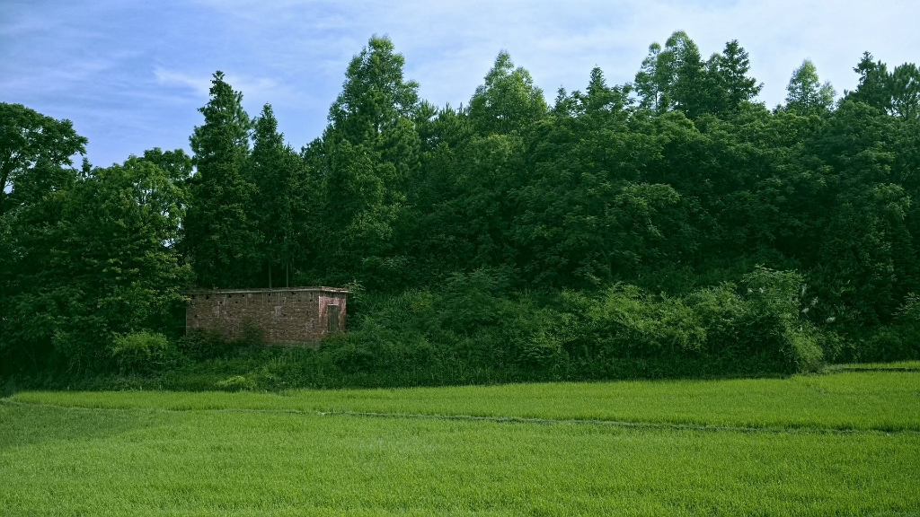 山林间穿林拂叶的风使林子沙沙作响