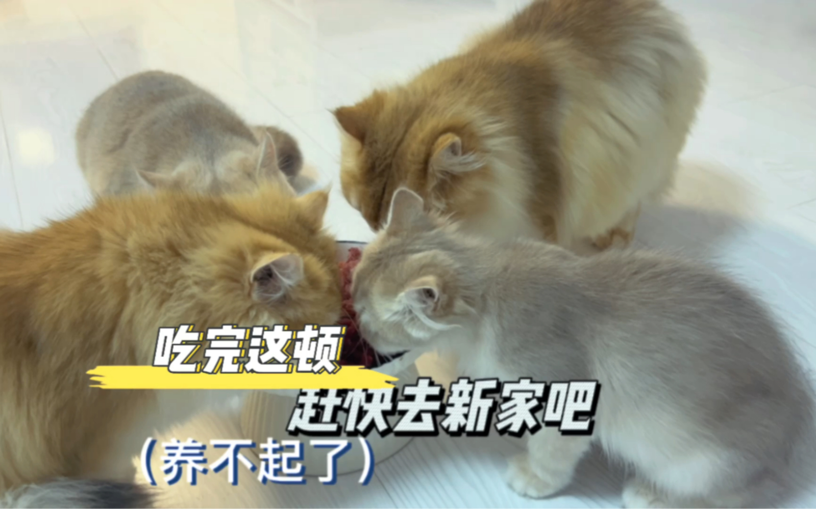 [图]满屋猫坐等找新家，铲屎官喂不起了