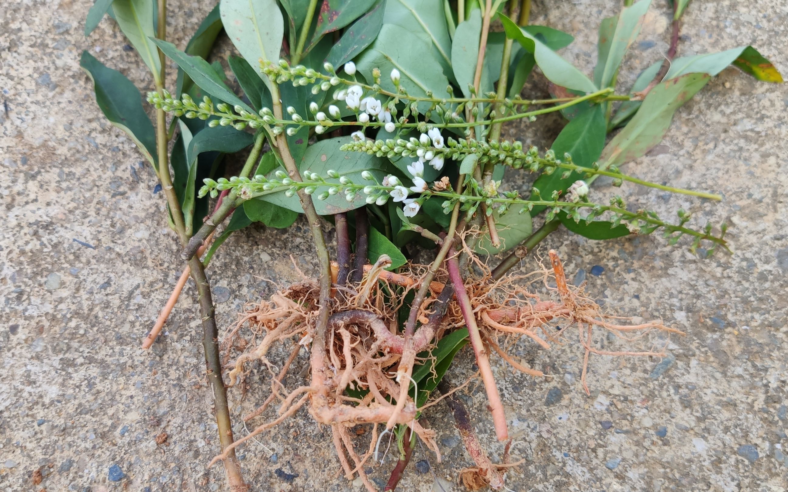 这种假辣蓼,非常受药商的青睐,60岁老奶奶靠它可以日赚200块_哔哩哔哩