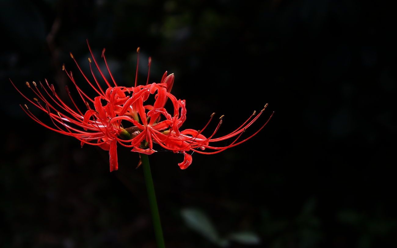 黄泉路上的彼岸花究竟是什么为什么有人喜欢这种花