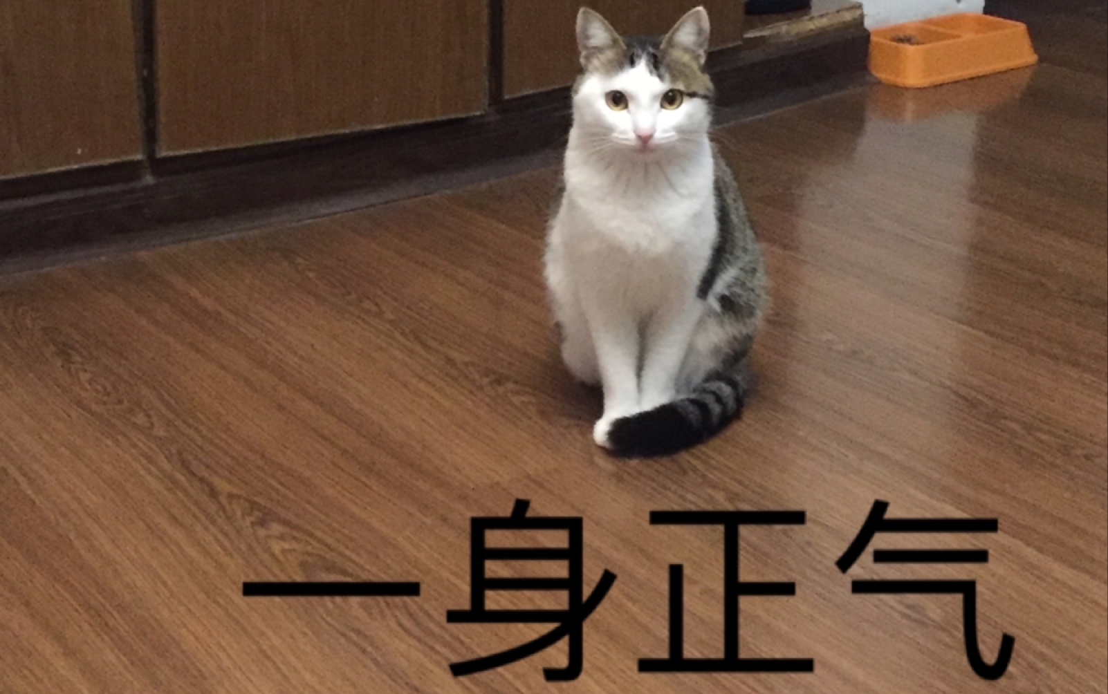 你这猫就没有一点尊严