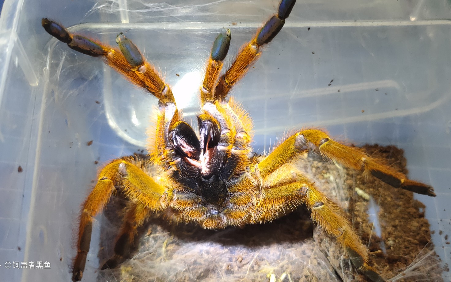 如果你要入坑捕鸟蛛请一定要养一只橙巴布
