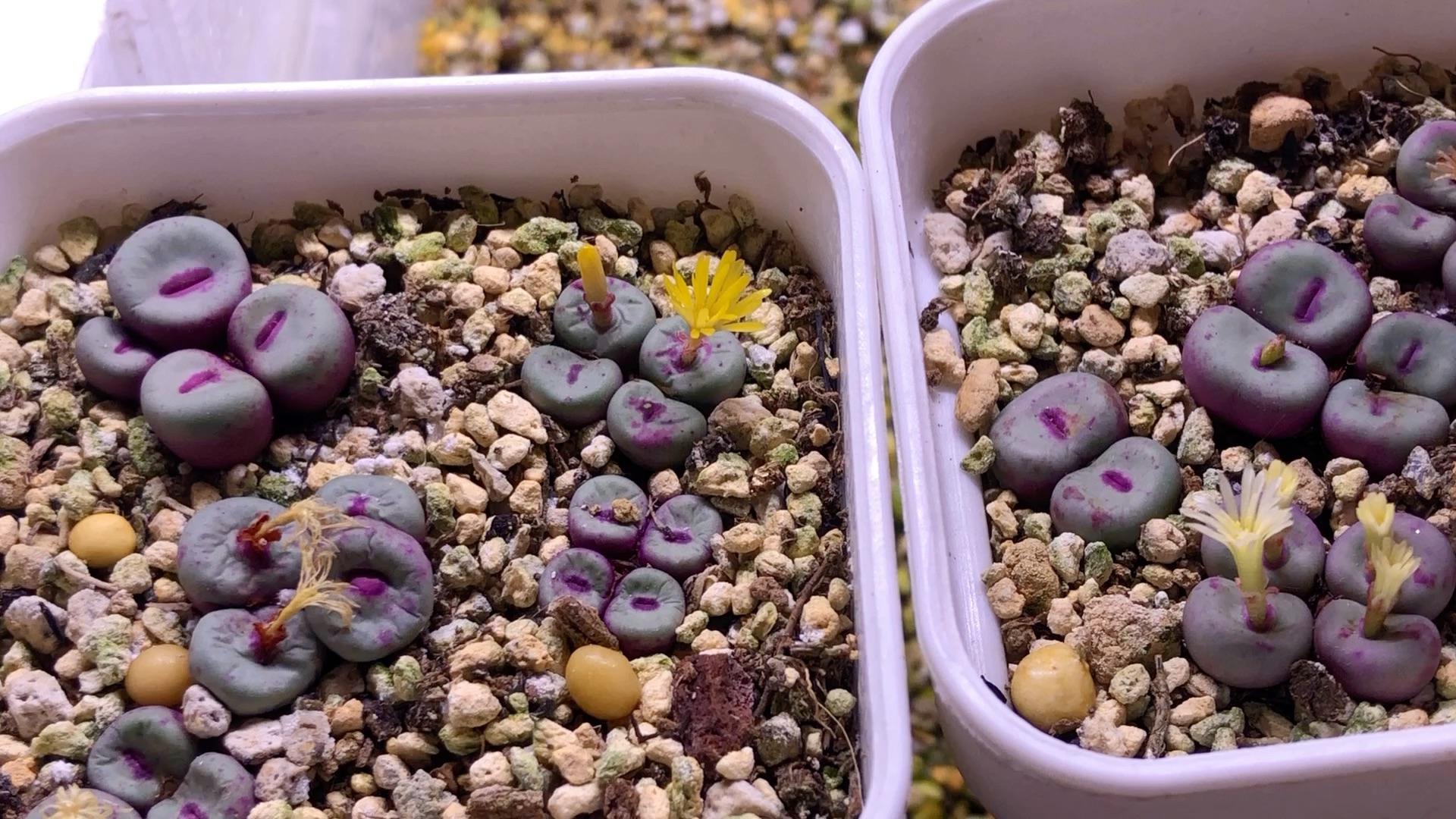 一抹红唇 多肉植物 肉锥花 红嘴开花记录