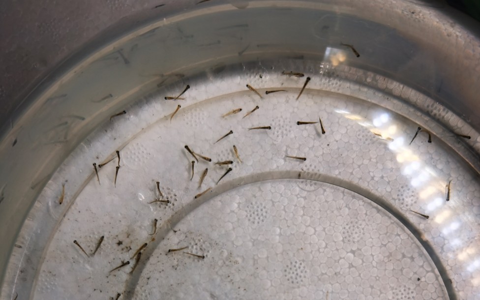 机器孵化的鳑鲏苗_哔哩哔哩 (゜-゜)つロ 干杯~-bilibili