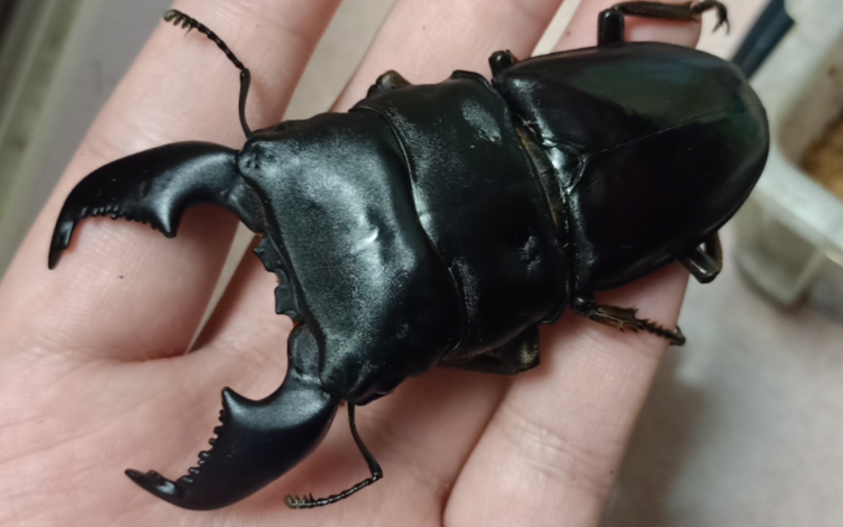 牛头扁vs苏门答腊巨扁