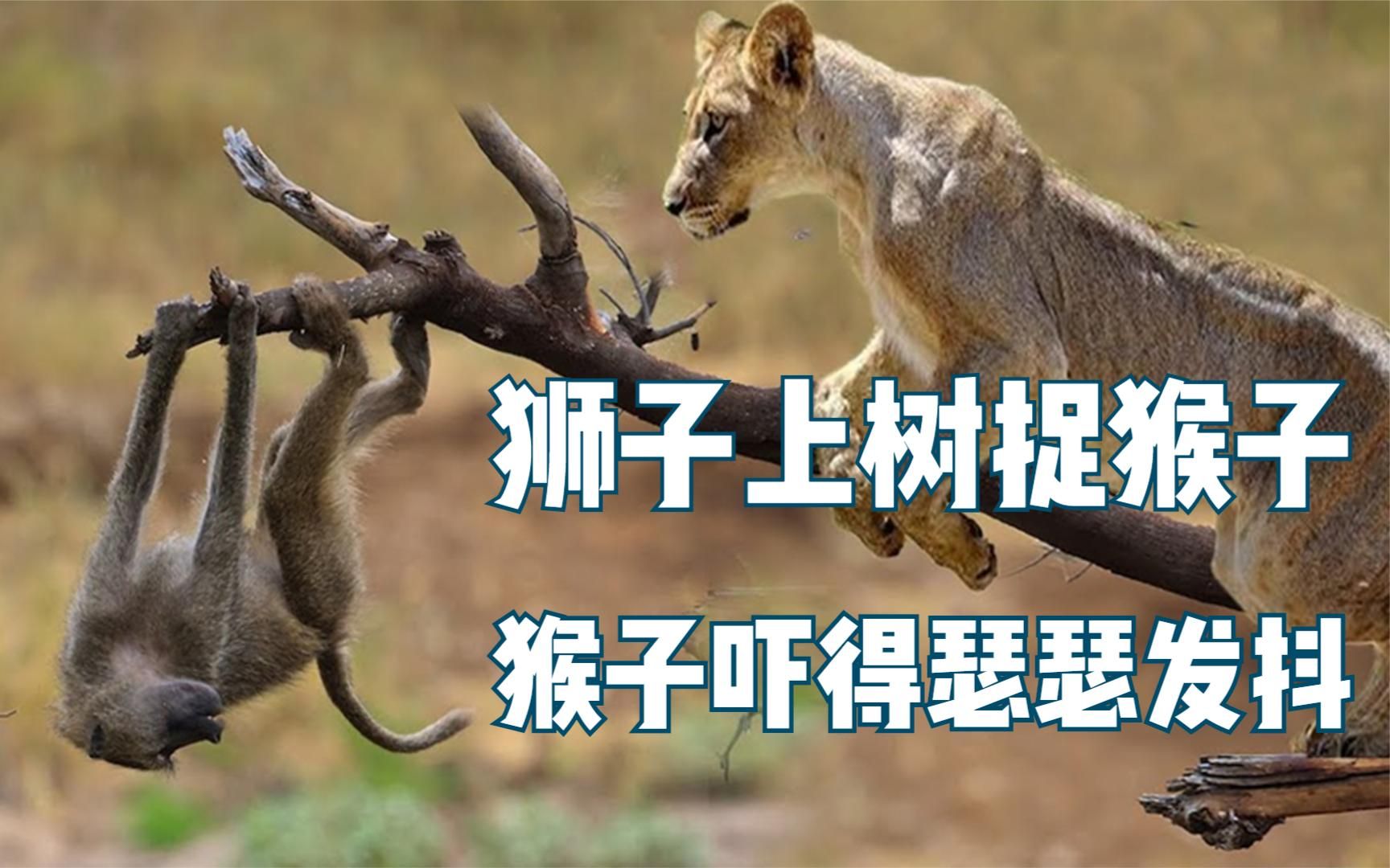 狮子上树捉猴子,猴子爬到树上最顶端,吓得瑟瑟发抖