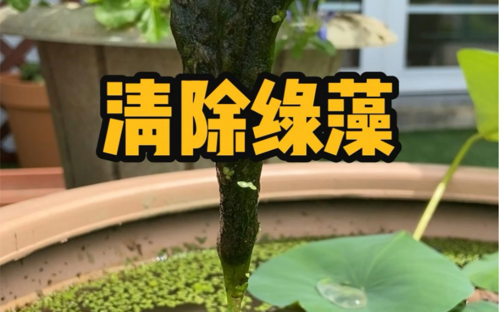 夏天水里经常长绿藻,水生植物长不好怎么办?用百花泉一滴搞定!#养护小知识#水培植物#种植小技巧哔哩哔哩bilibili