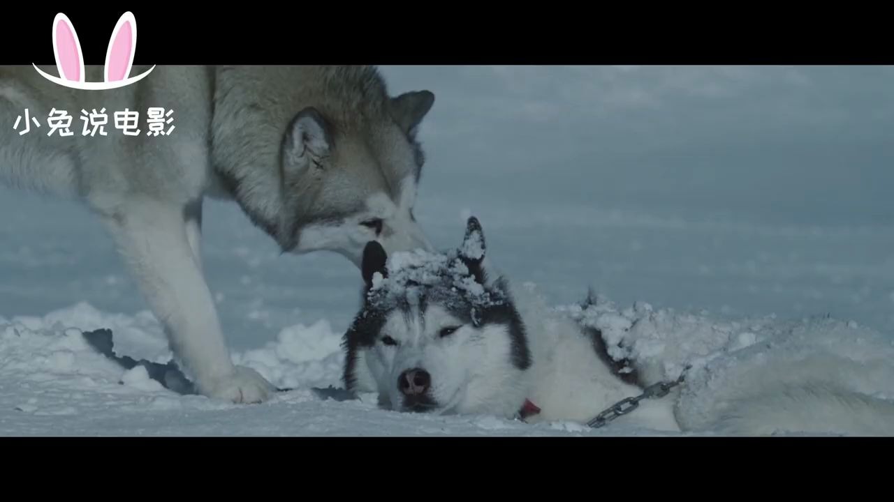 [图]又一部边看边哭的狗狗电影！宠物电影《南极大冒险 Eight Below》八只雪橇犬被遗弃175天在冰天雪地艰难存活与主人重逢。