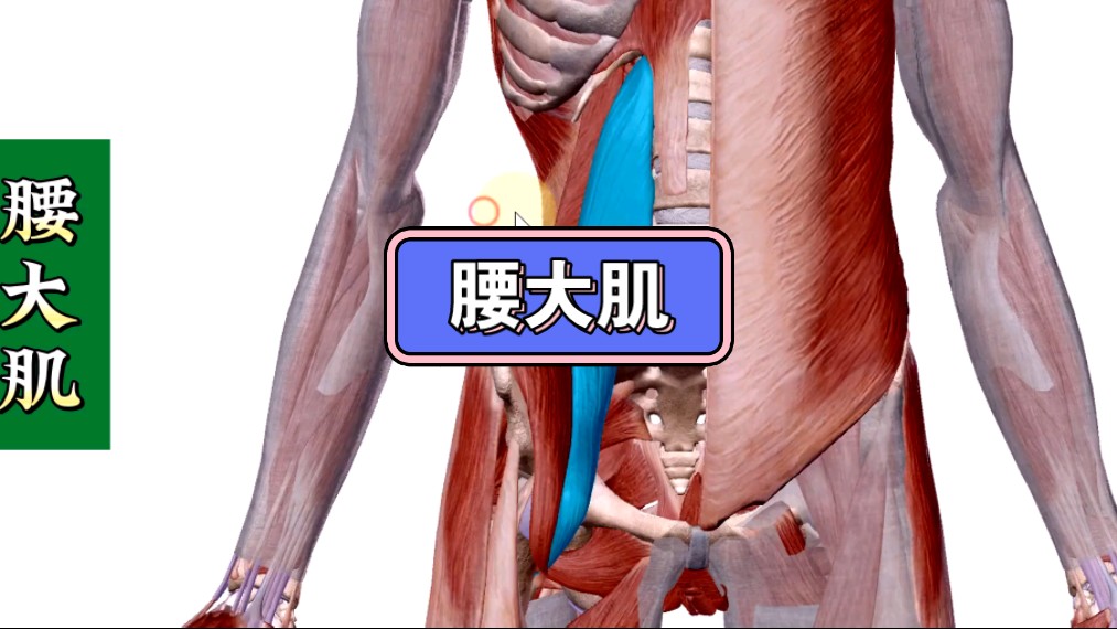 【腰大肌】超详细讲解——位置、功能、激痛点、症状、处理方法哔哩哔哩bilibili