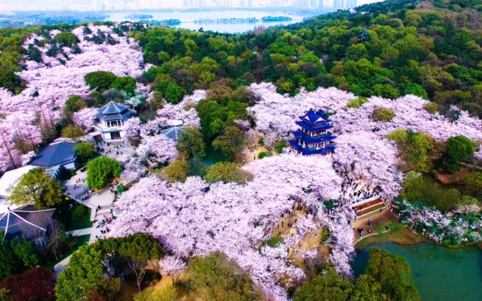 无锡鼋头渚樱花航拍