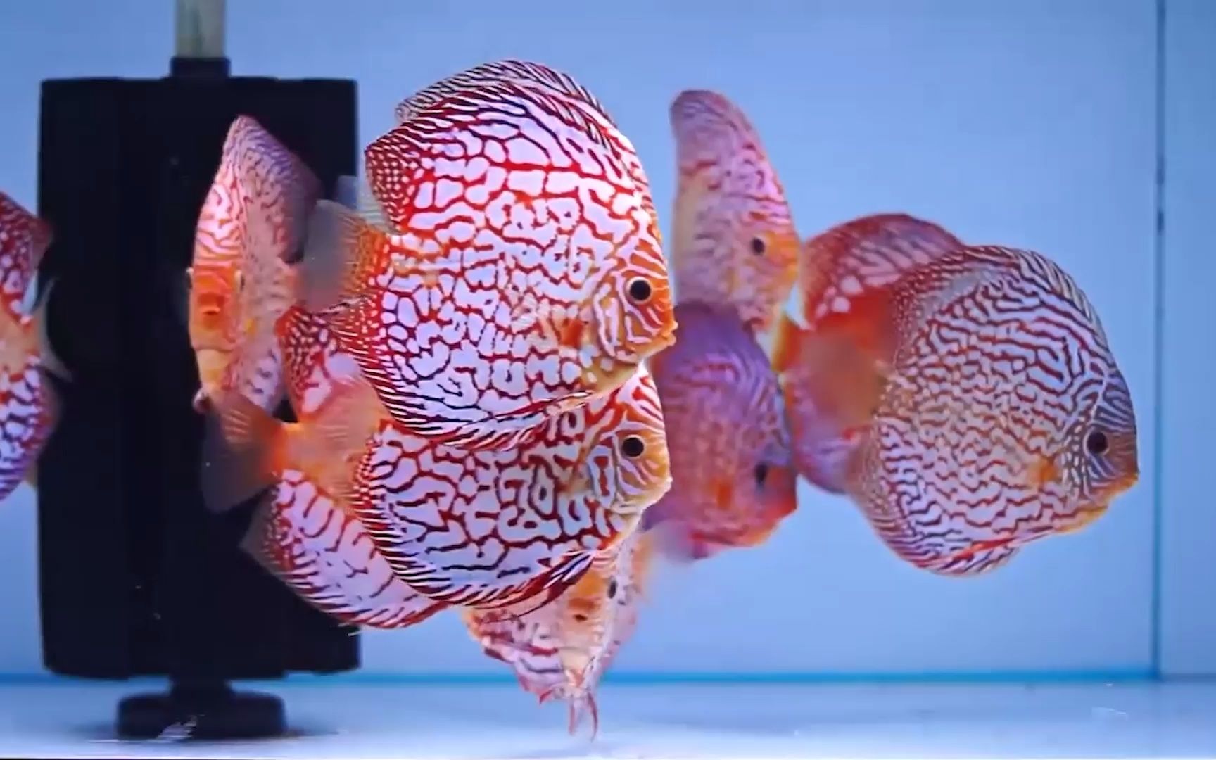 七彩神仙鱼技巧和方法,你也能养一缸漂亮彩燕