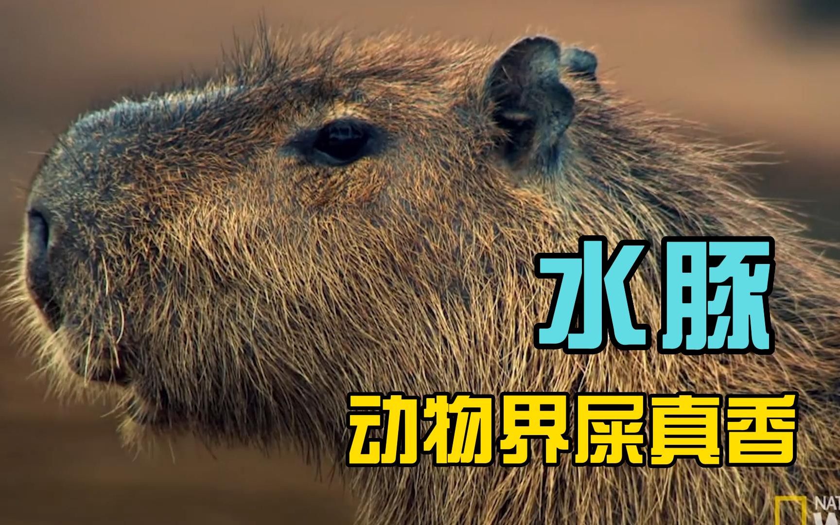 水豚:我把你们当兄弟,你却想吃我的粑粑