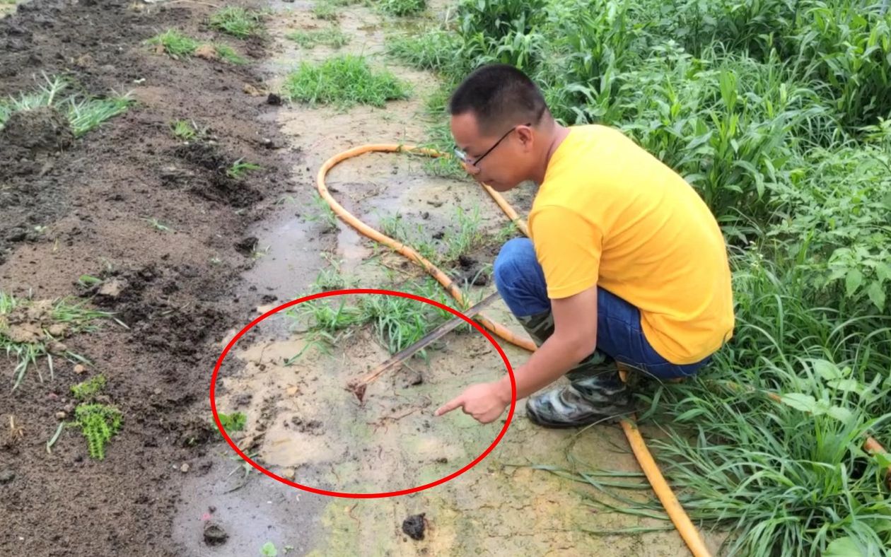 5000斤蚯蚓想要集体逃跑,小伙和养殖工人一条一条抓回来