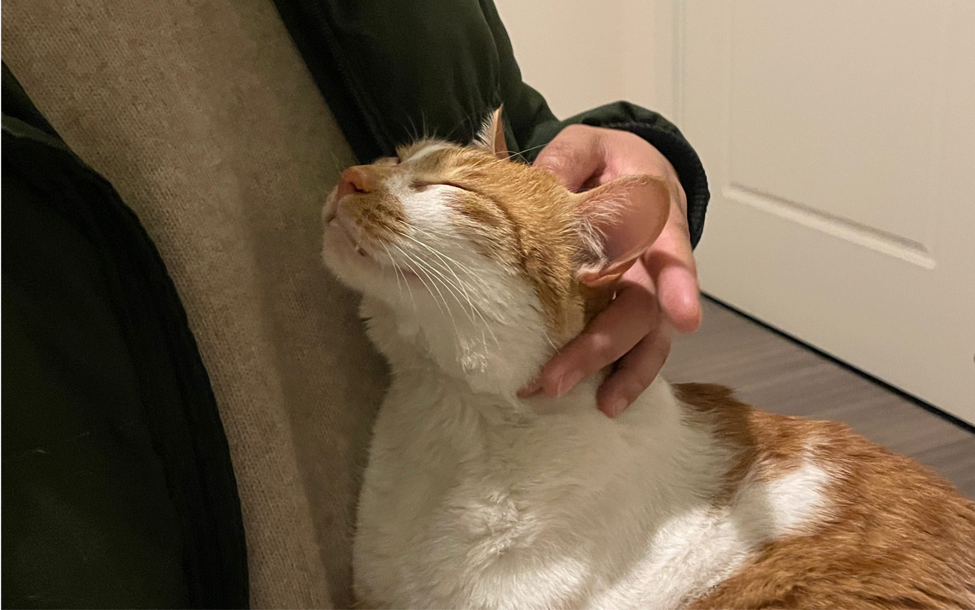 享受按摩的猫咪