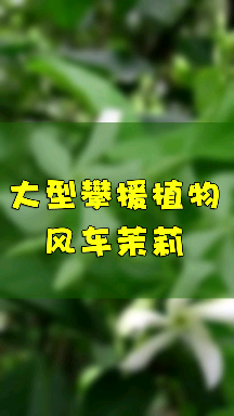 大型攀缘植物"风车茉莉"了解一下哔哩哔哩bilibili