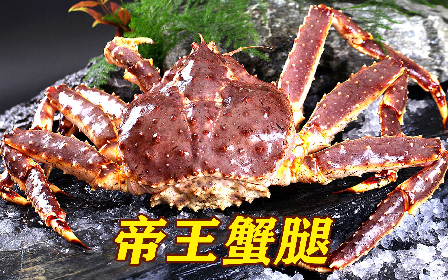 原来这就是堪称"兰博基尼"的蟹中之王