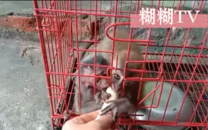 Скачать видео: 红笼子里的小猴子是如此的疯狂，这是多久没有喂食了？