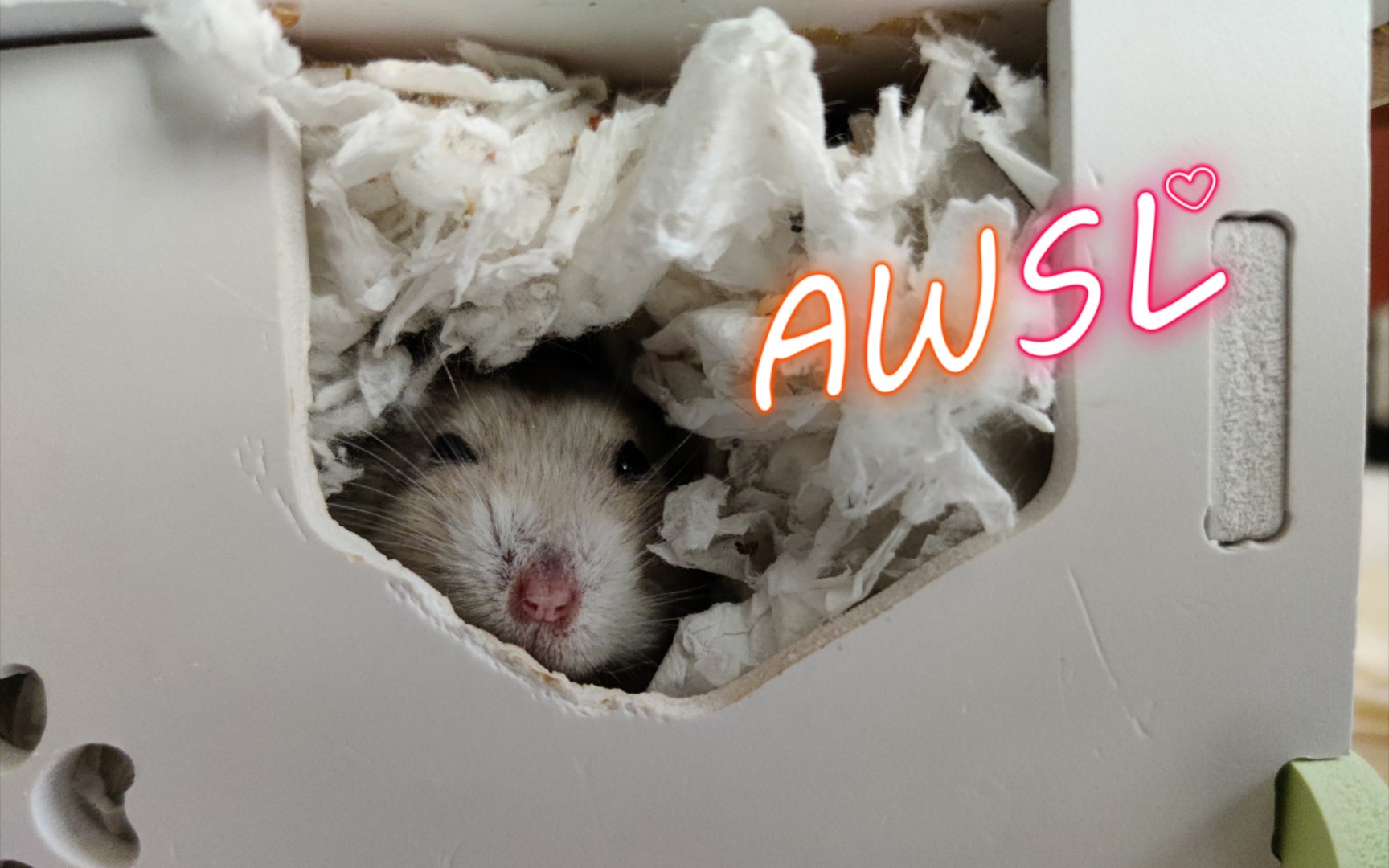 【仓鼠】变色布丁洗脸_哔哩哔哩 (゜-゜)つロ 干杯~-bilibili