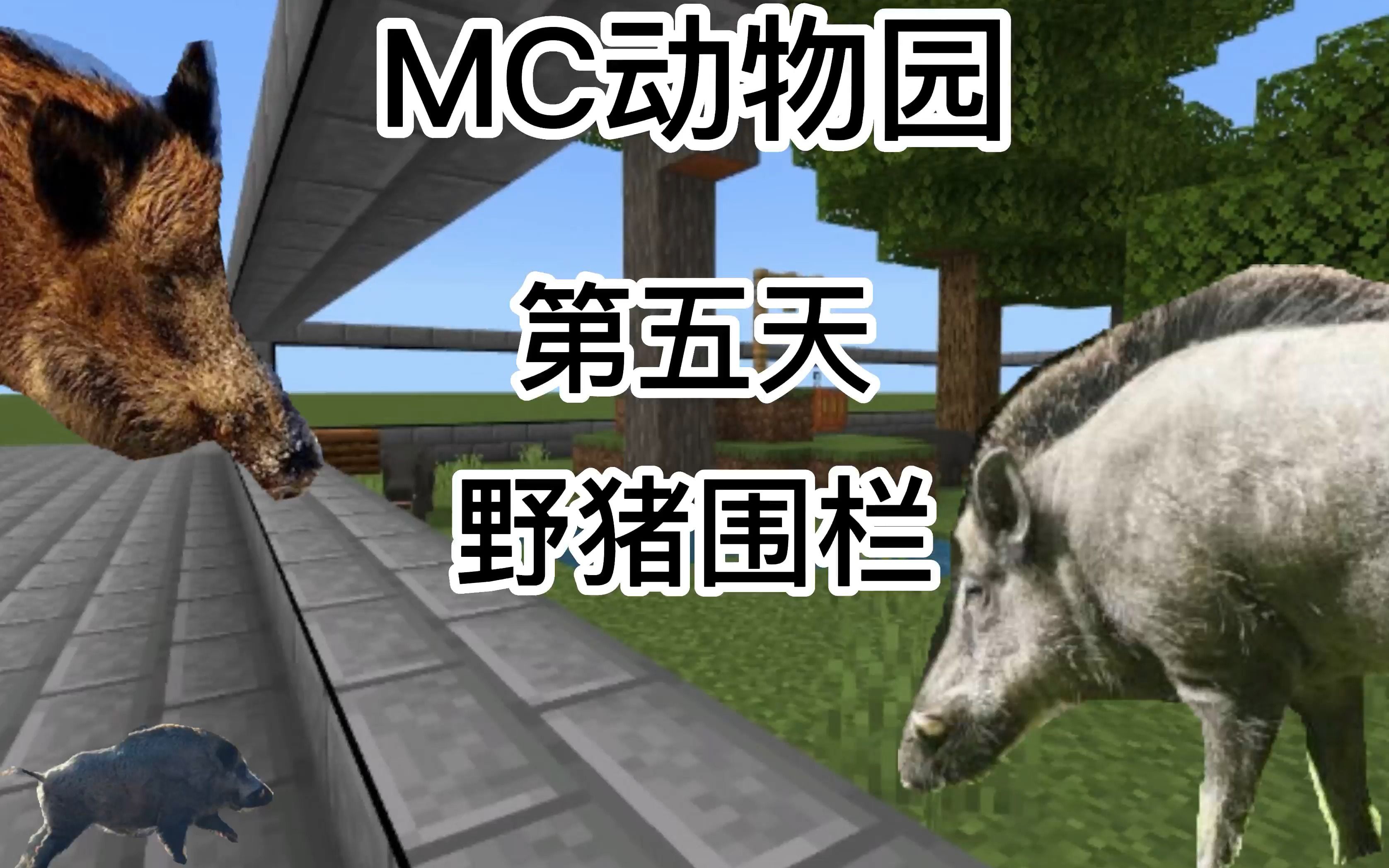 我的世界丨动物园丨东北野猪