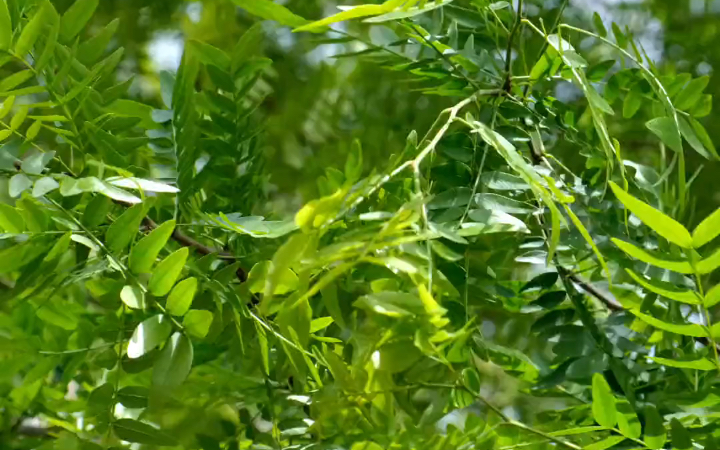 在夏日午后 特别喜欢看风吹树叶的感觉