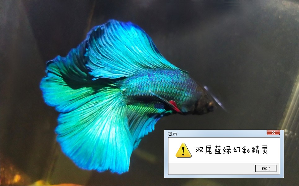 双尾的蓝绿幻彩半月斗鱼