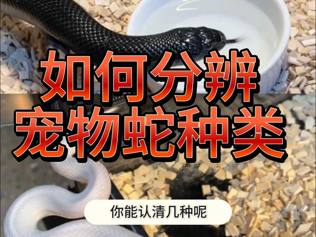 宠物蛇的种类怎么分辨呢?新手必看,通俗易懂教会你哔哩哔哩bilibili