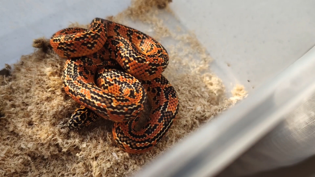 布鲁克王蛇的魅力_哔哩哔哩_bilibili