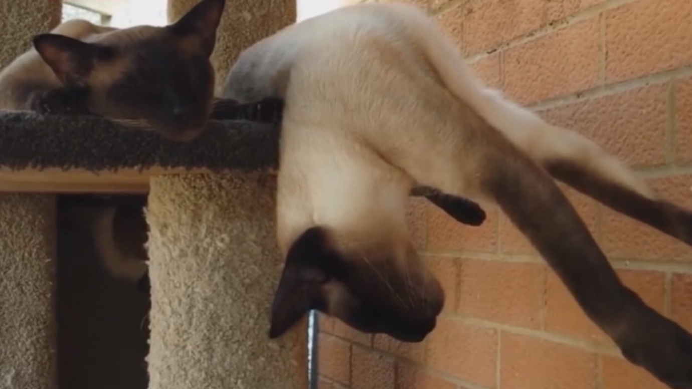 【四川方言】莫得关系,这点小场面我还是遭得住的