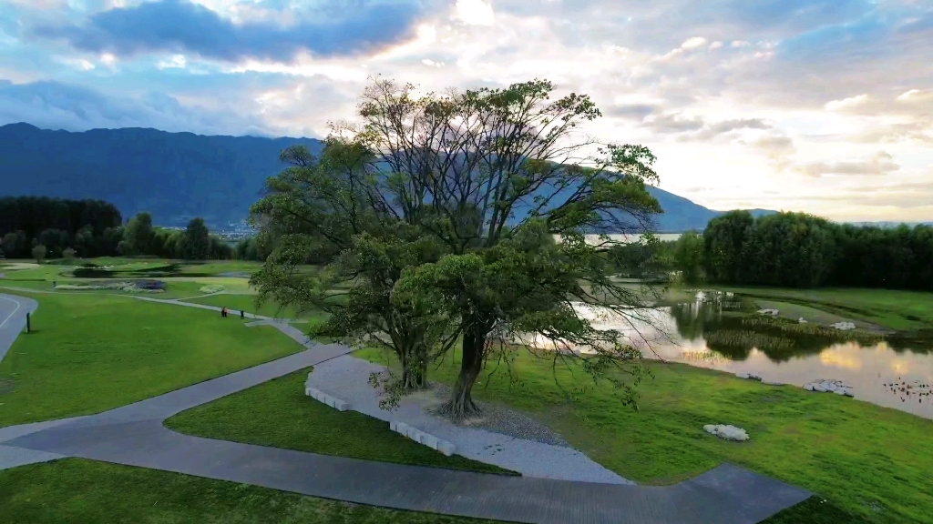 大理洱海边的夫妻树,听说,在这里带他/她来许愿会美梦成真