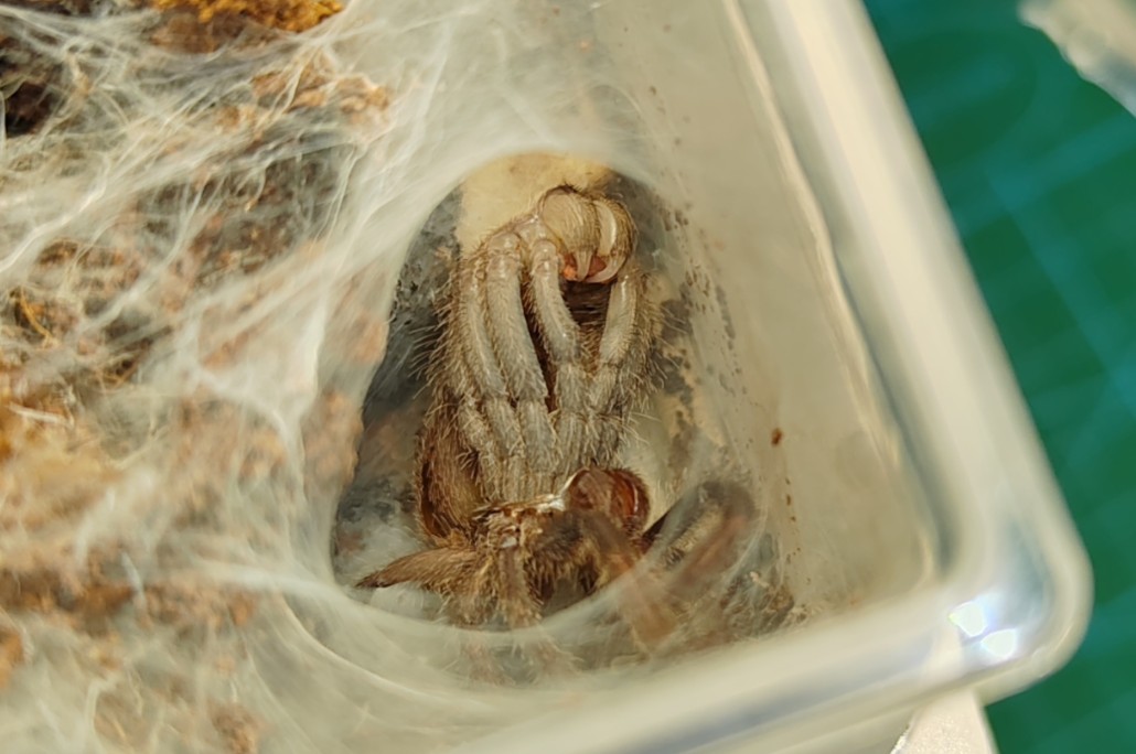 卡恩卡拉地老虎捕鸟蛛成功蜕皮