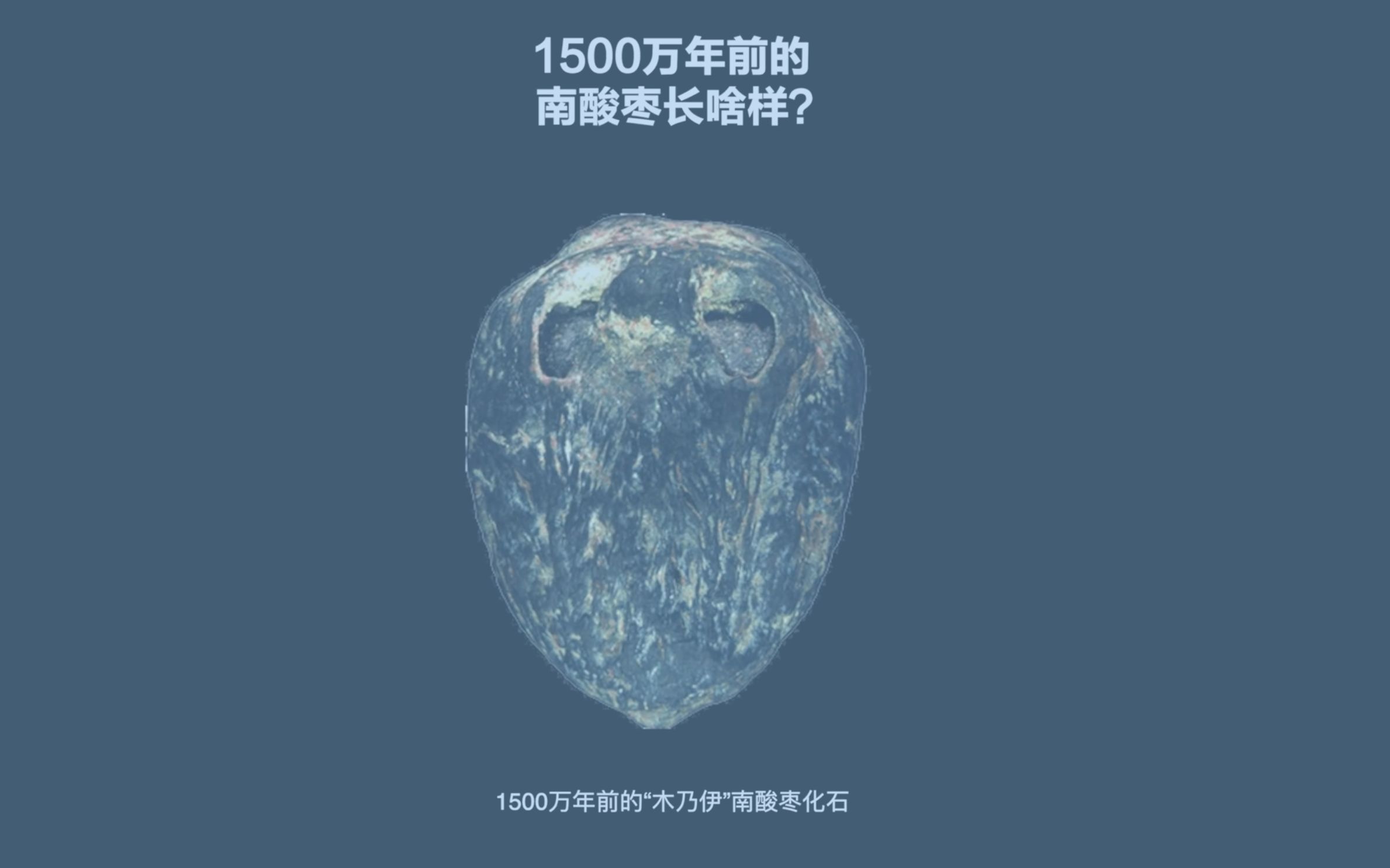 1500万年前的枣被发现