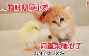 Download Video: 猫咪竟然主动担起照顾小鸡的职责，简直快把我萌化了！棒棒哒！