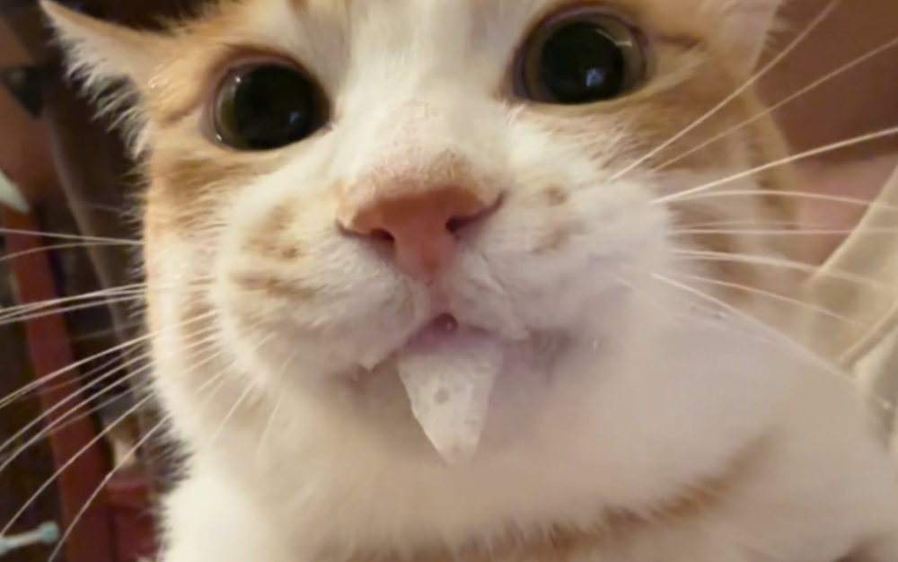刷牙牙,姗包吧唧嘴,猪包流口水