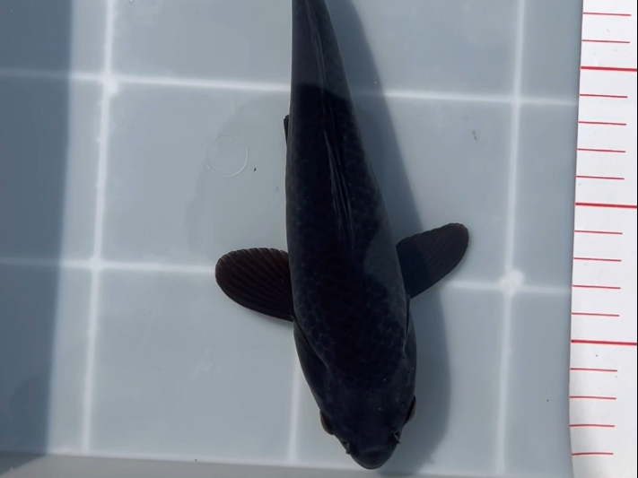 短尾杂交黑草金 返祖黑彗星 黑金刚25公分左右