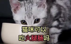 Download Video: 猫咪可以吃火腿肠吗