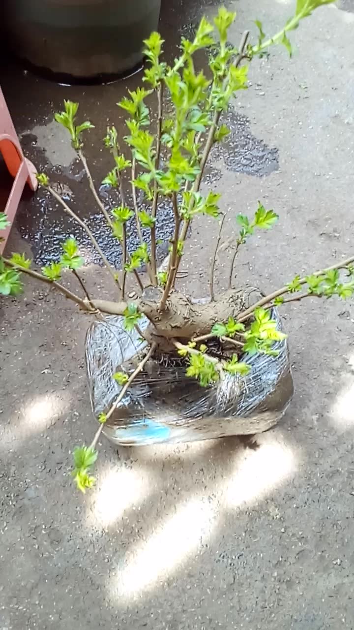 小叶山楂盆景苗
