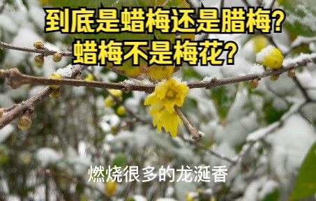 [图]到底是蜡梅还是腊梅，蜡梅不是梅花？