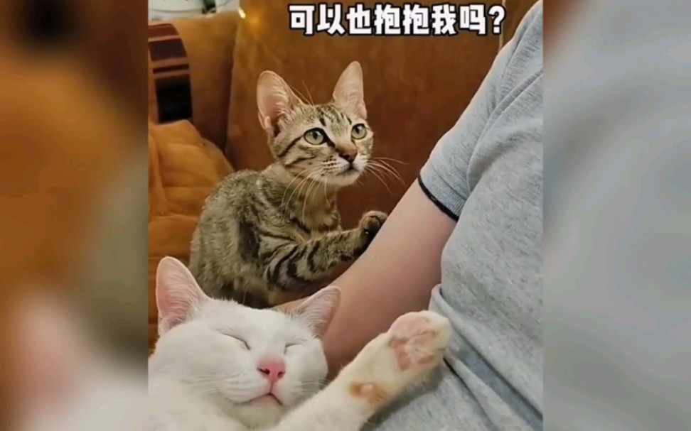 [图]领养回来的猫咪有多卑微！