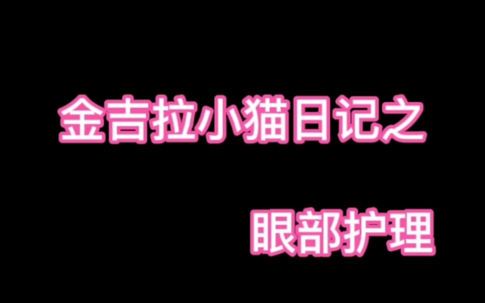 金吉拉小猫眼部护理.小奶猫眼睛睁不开了,怎么办?!干货来啦!还有小朋友独家揭露我家黑幕!哔哩哔哩bilibili